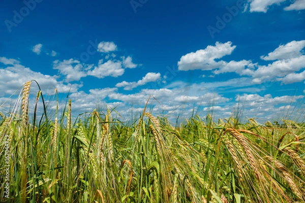 Fototapeta Wheat field