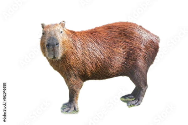 Obraz Capybara (hydrochoerus hydrochaeris)