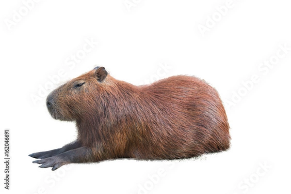 Obraz Capybara (hydrochoerus hydrochaeris)