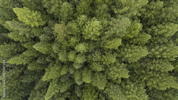 Fototapeta Aerial View of Trees and Road in Plantation
