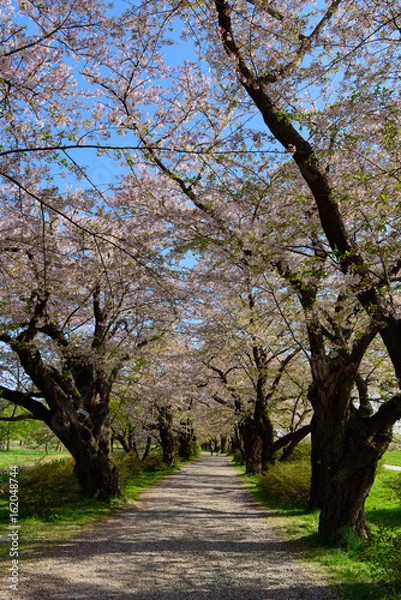 Fototapeta 岩手　北上展勝地の桜