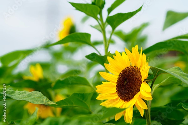 Fototapeta 花物語