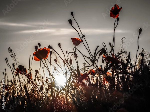 Fototapeta Klatschmohn im Kornfeld