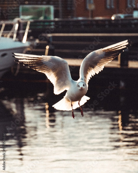 Fototapeta seagull in flight