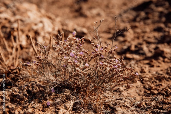 Obraz Nature on the cliffs