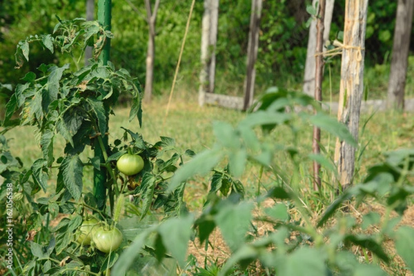 Obraz Tomato plant with green, unripe fruits tied up a stake. Selective focus.