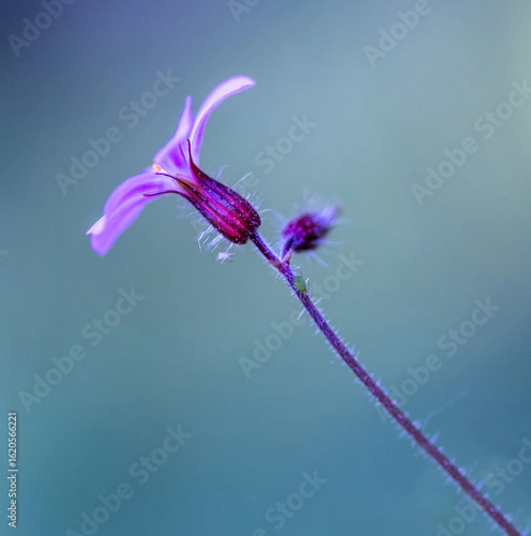 Obraz A minimalist flower arrangement.