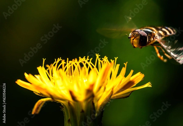 Obraz Bee on yellow flower