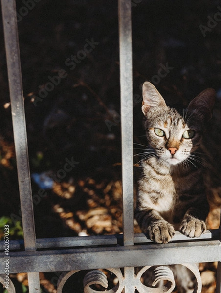 Obraz tabby cat
