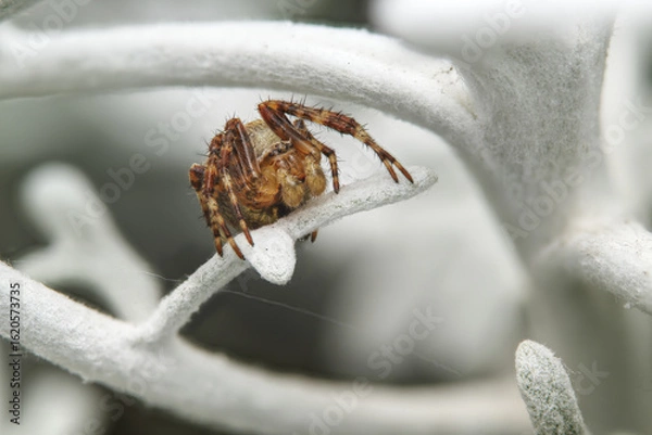 Obraz garden spider in macro close up