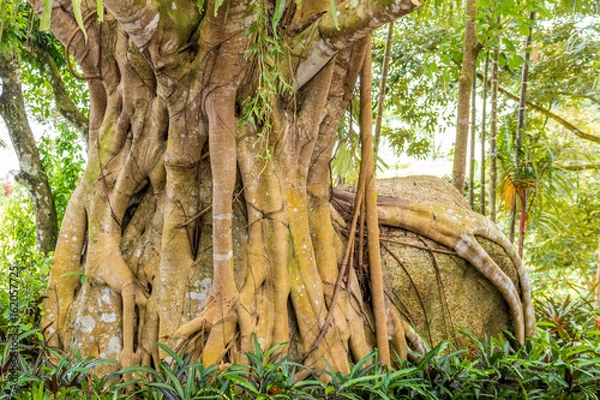 Fototapeta tropen Baum