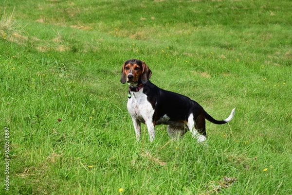 Obraz Treeing Walker Coonhound