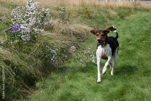 Obraz Treeing Walker Coonhound