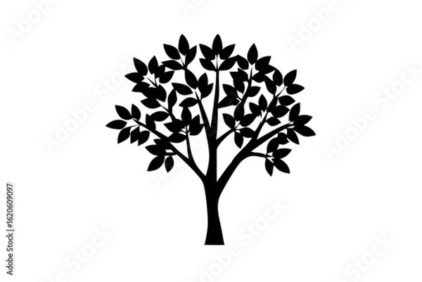 Fototapeta Blooming Silverleaf Tree Silhouette nature
