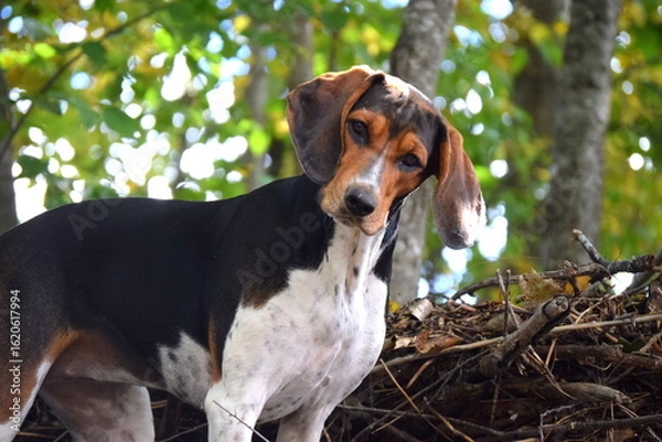 Obraz Treeing Walker Coonhound