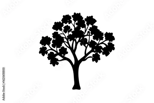 Fototapeta Silhouette of a blooming mahogany tree on a white background