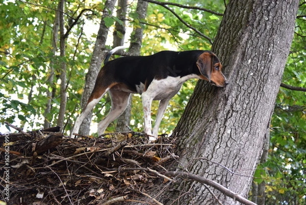 Obraz Treeing Walker Coonhound