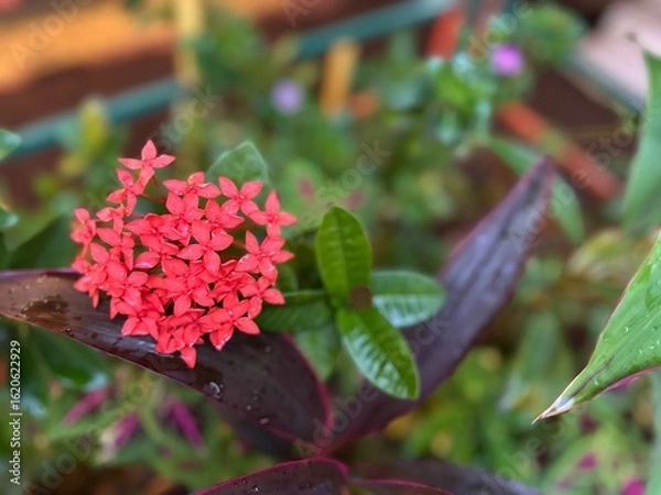 Fototapeta Bright red cluster of Ixora blossoms captured in natural light, with colorful tropical leaves and a soft-focus background.