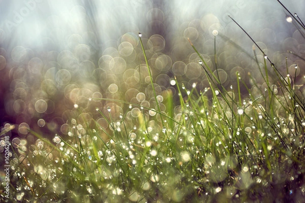 Obraz Grass with water drops