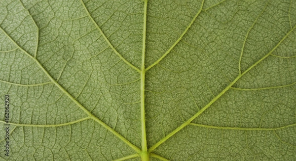 Fototapeta detail of grapevine leaf