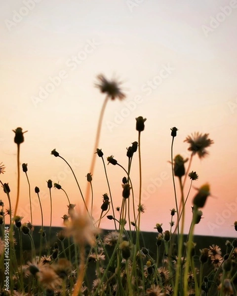 Obraz dandelion in the sunset
