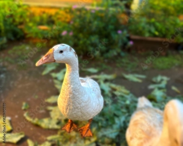 Fototapeta Close-up of a white goose with orange beak and feet, standing outdoors in a farm-like setting with soft evening light and shallow depth of field.