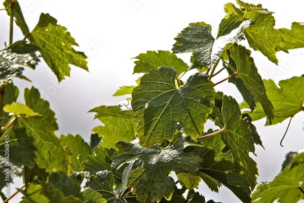 Obraz Colheita de uva