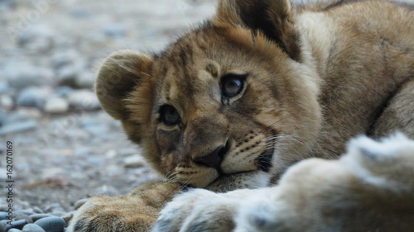 Obraz junger löwe liegend