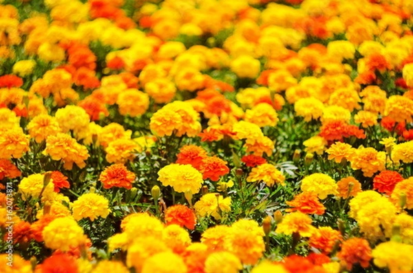 Fototapeta Background of summer flowers, meadow of vivid marigold flowers, selective focus, shallow depth of field