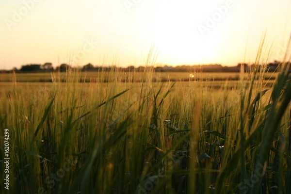 Obraz wheat field sunset