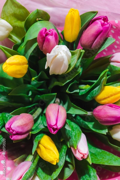 Obraz Spring bouquet of colorful tulips wrapped in pink paper with white polka dots. Bunch of many colorful fragrant flowers. Floristry and floral design concept. Floral texture