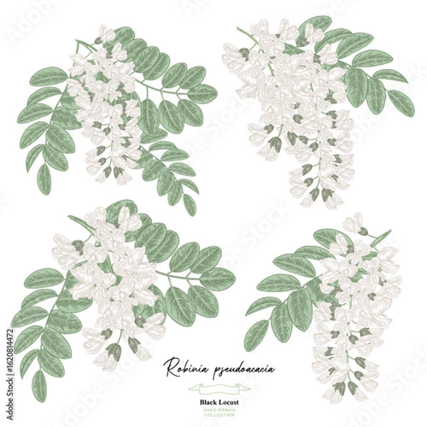 Obraz White acacia flowers and leaves set. Robinia pseudoacacia tree. Vector illustration botanical.