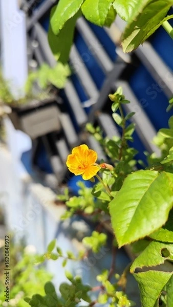 Fototapeta Portulaca flower