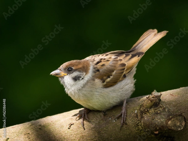 Obraz Mazurek, podlot