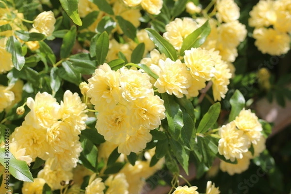 Fototapeta モッコウバラの黄色い花