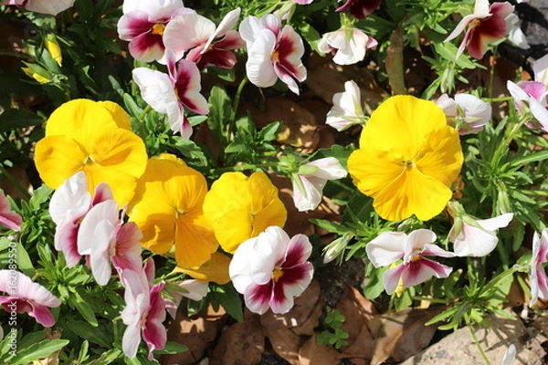 Obraz パンジーの花