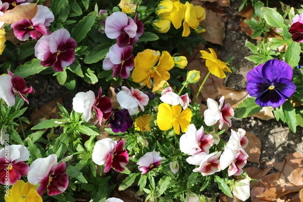 Obraz パンジーの花