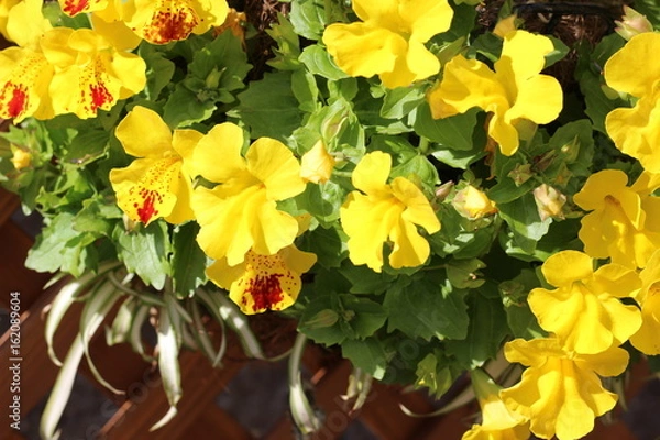 Obraz パンジーの花