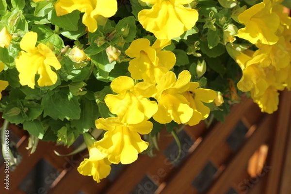 Obraz パンジーの花