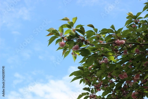 Obraz カンザンの花