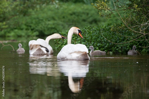 Obraz Mute Swan, Swans - nestling, nestlings