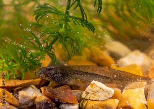 Obraz Tadpole Among Aquatic Plants