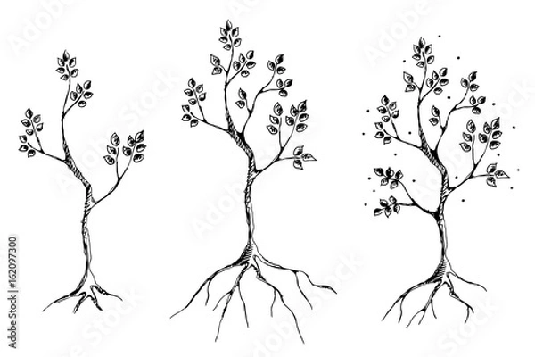 Fototapeta Vector set of hand drawn illustrations, decorative ornamental stylized tree. Graphic illustrations, black and white sketch. Decorative artistic ornamental hand drawing silhouette.
