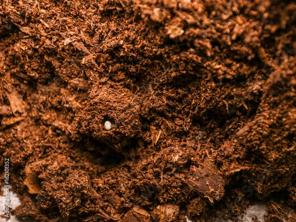 Fototapeta beetle Eggs are in a safe place, Study of life cycle of beetle
