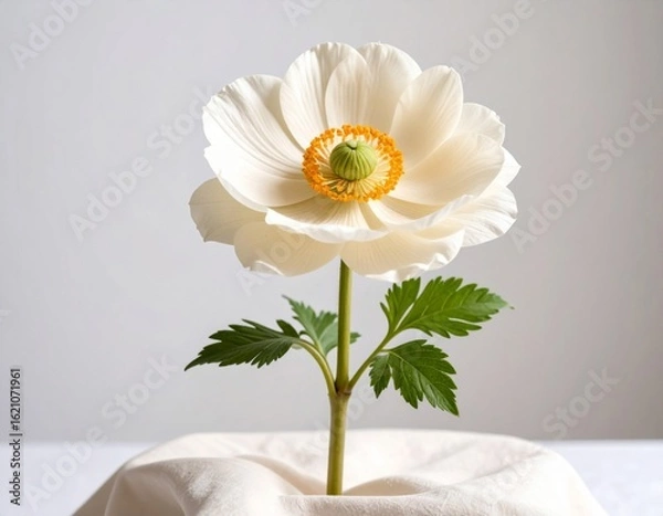 Fototapeta Elegant White Anemone Flower with Green Stem and Leaf in Soft Light Studio