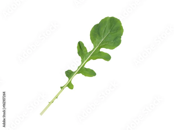 Fototapeta Fresh rucola, arugula, rocket lettuce leaf isolated on white background