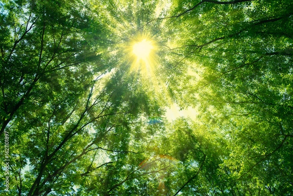 Obraz 木漏れ日　緑の森
