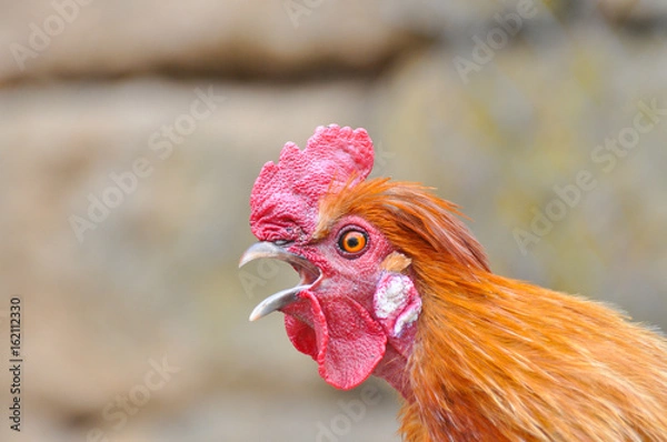 Fototapeta Beautiful rooster  with a red comb and a yellow beak. Rooster chicken cockcrow in the morning