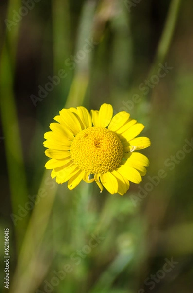 Obraz Anthemis
