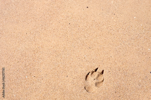 Fototapeta pawprint on the sand and sunset on the beach